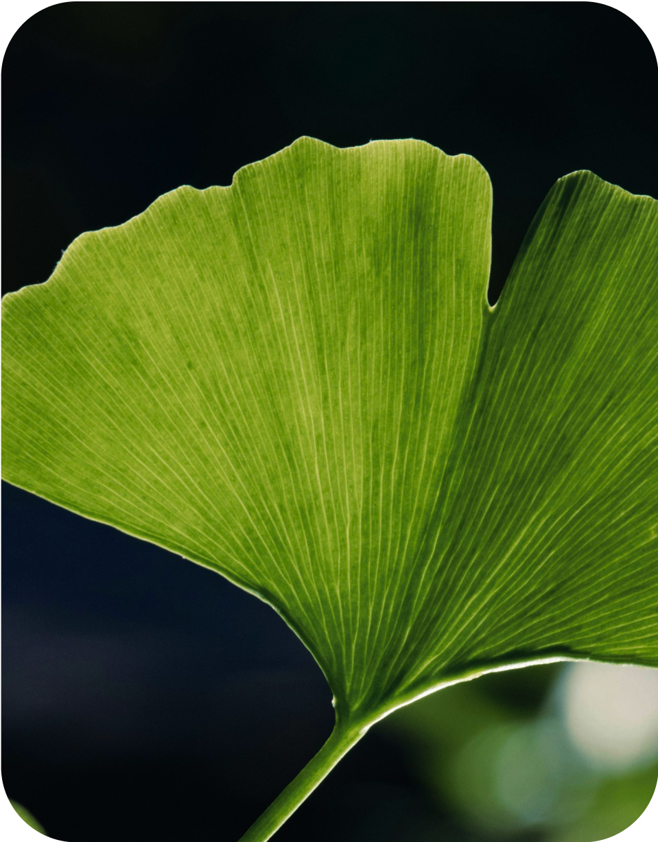 Leaf Background